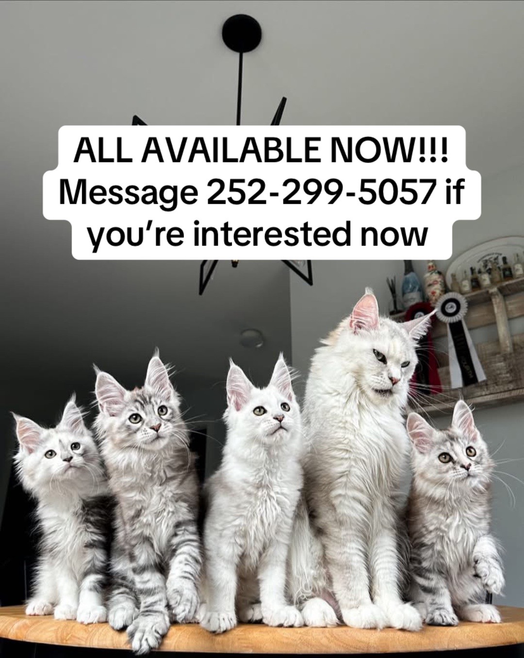 @blackkitties