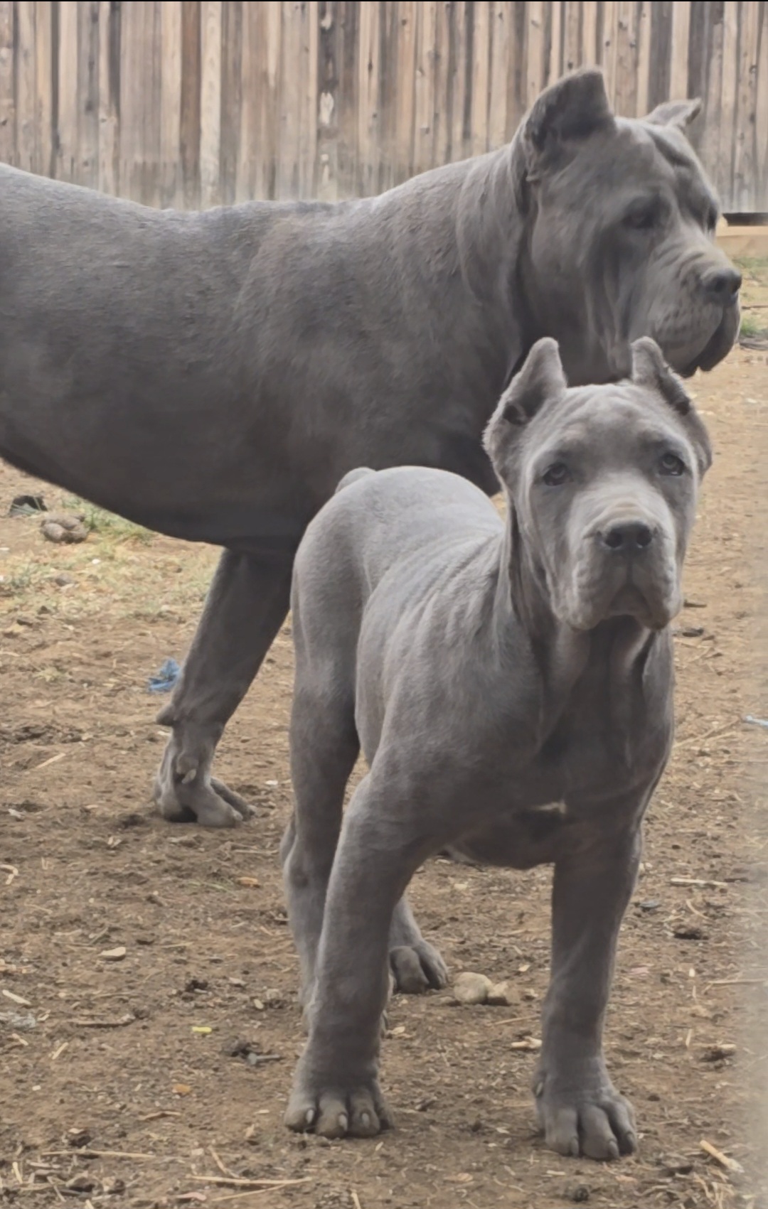 @MileHigh_Cane_Corso