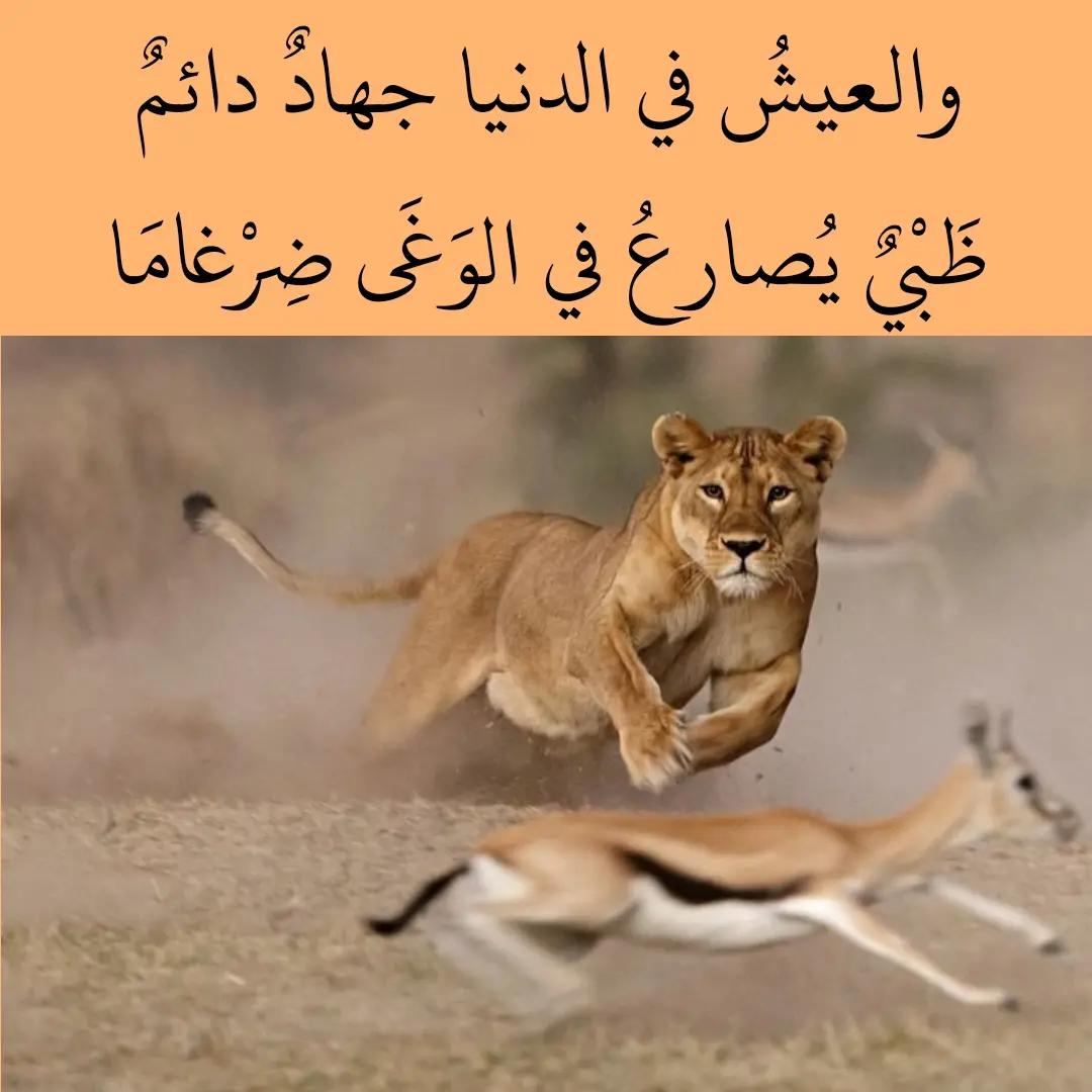 @محمد الردفاني