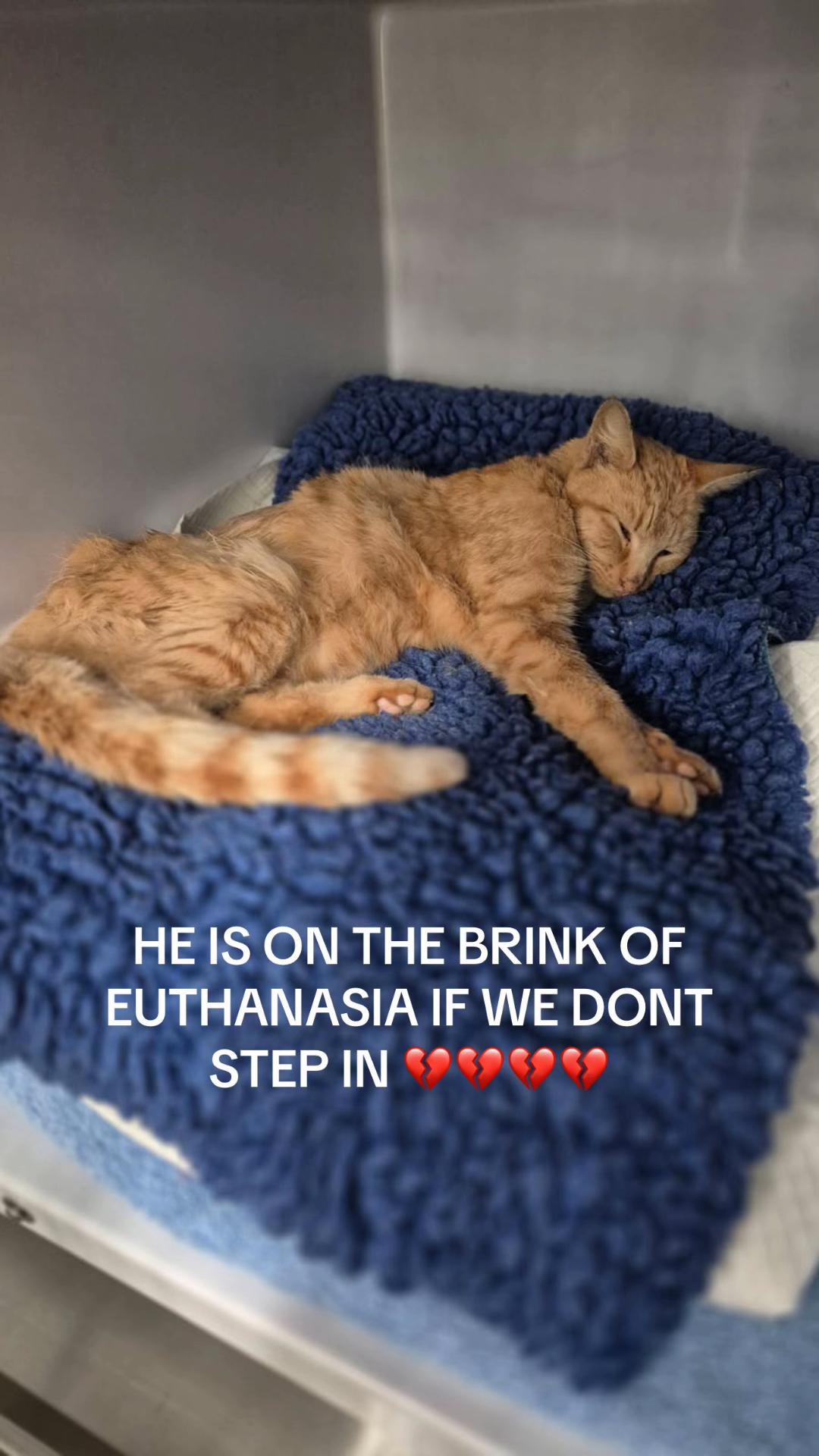@safepawsau