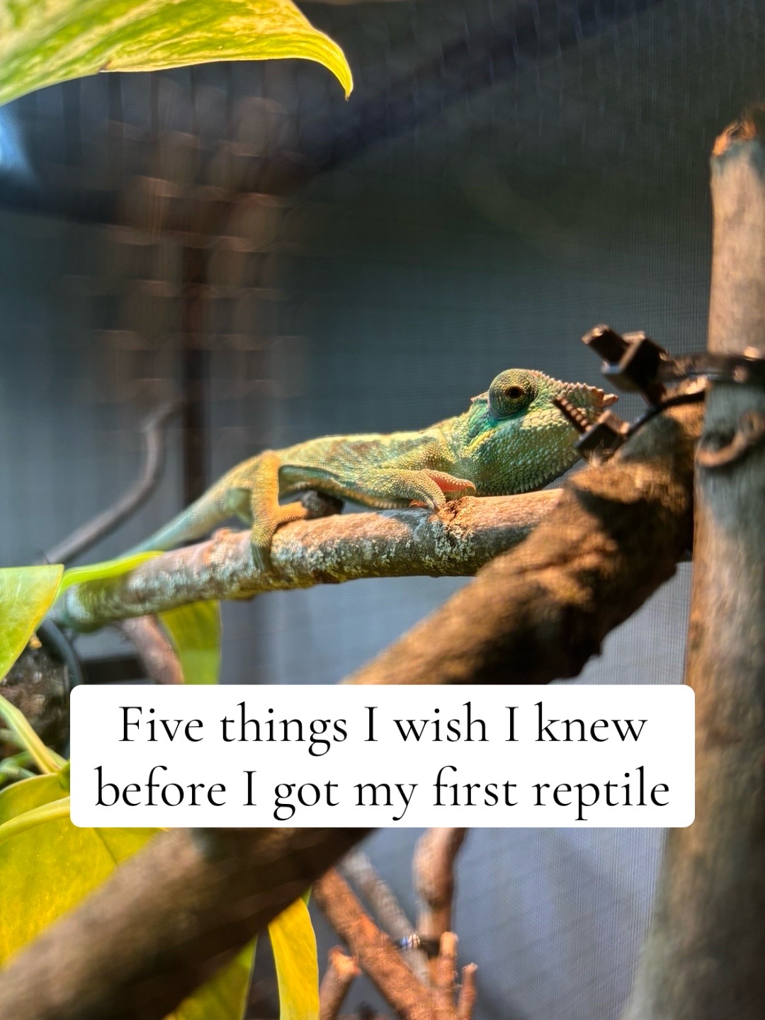 @Megan 🦎 🐈