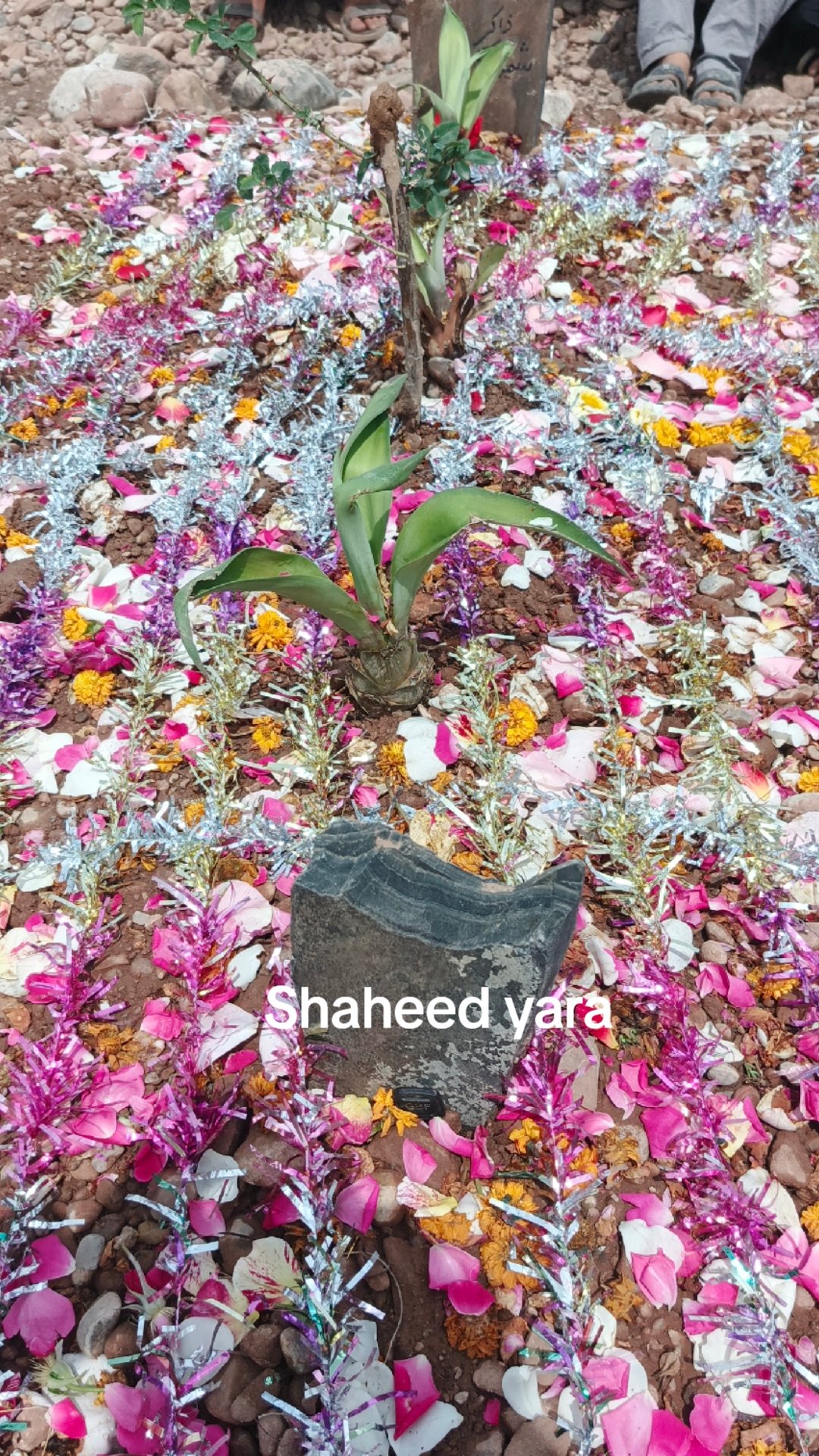 @Veer🫀afridi