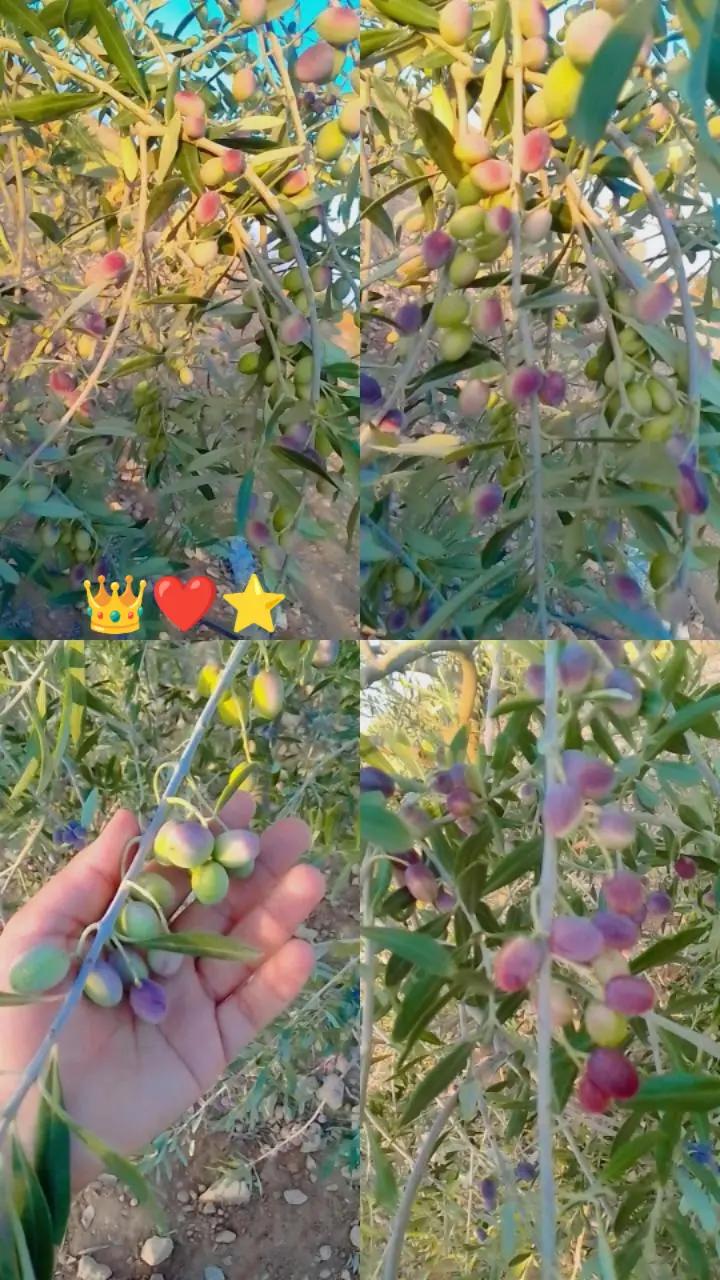 @yasminhamdi