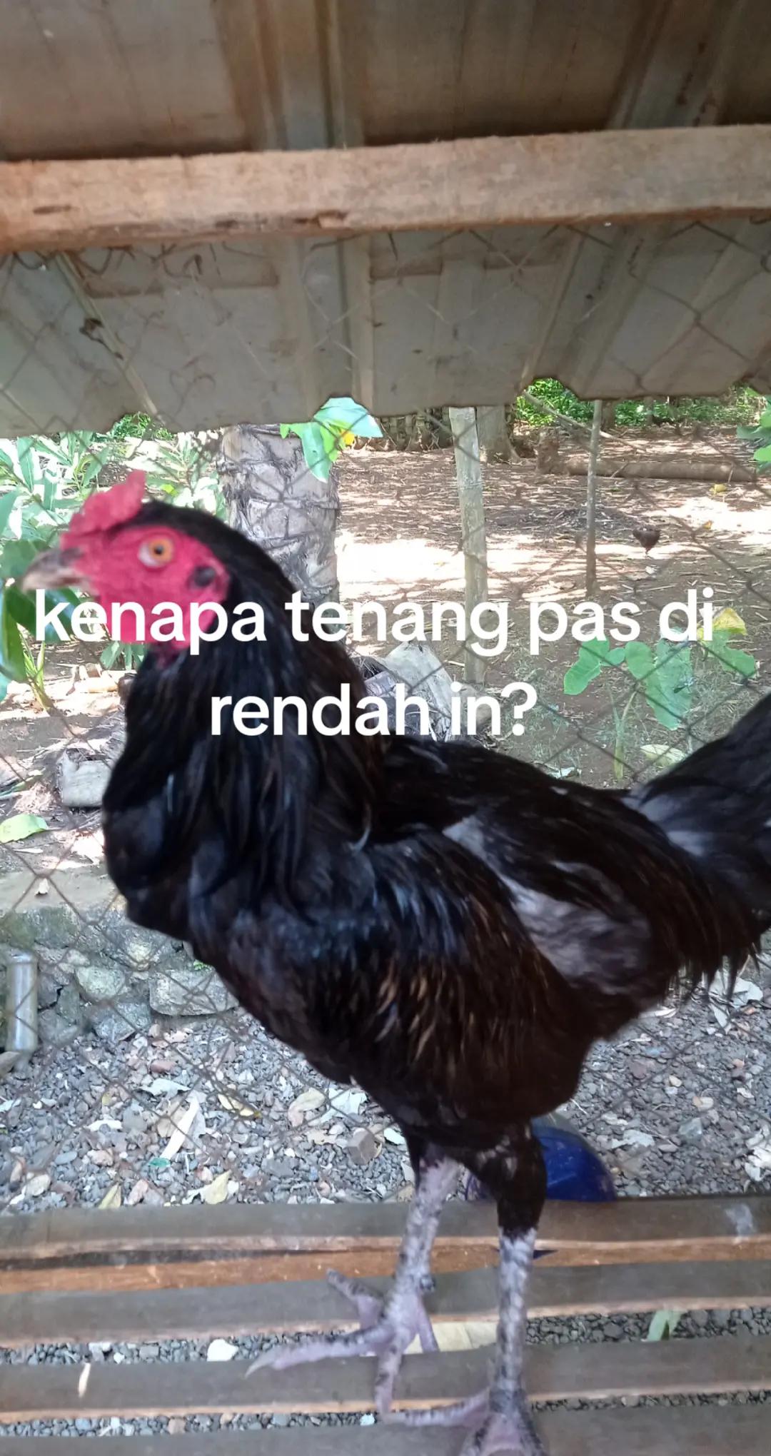 @malla