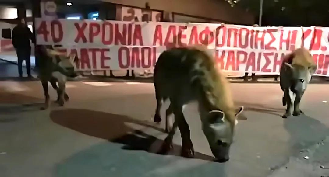 @цигани лудаци