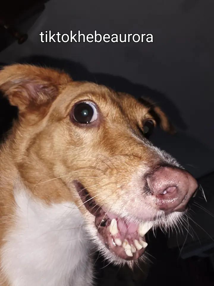 @hebe aurora