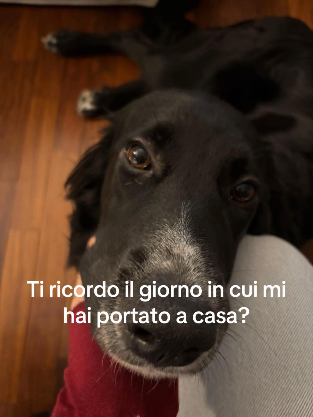 @giorgi