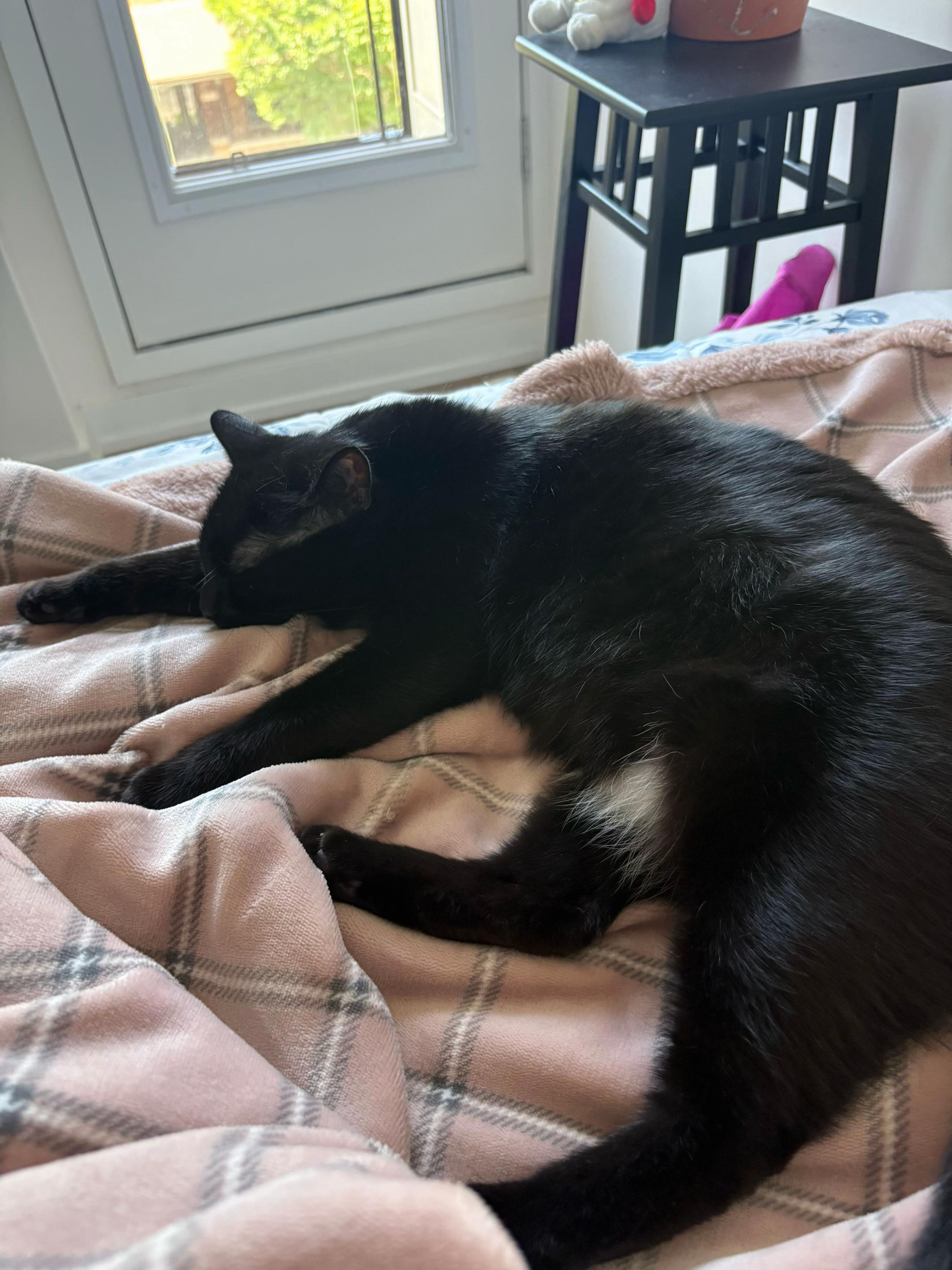 @ElaineTheCat