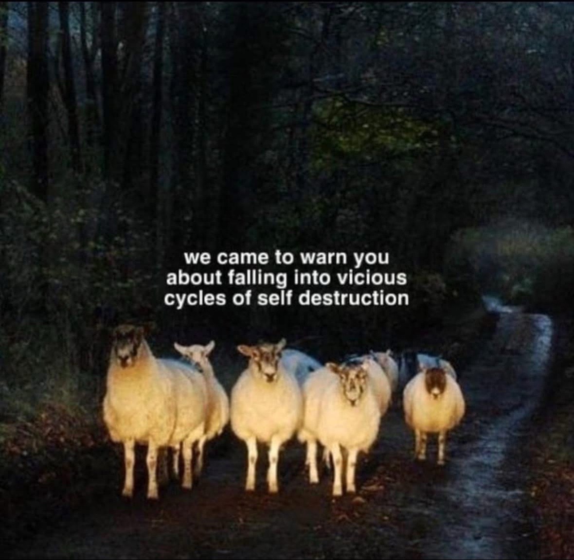 @🐑Velvet Viper🐺