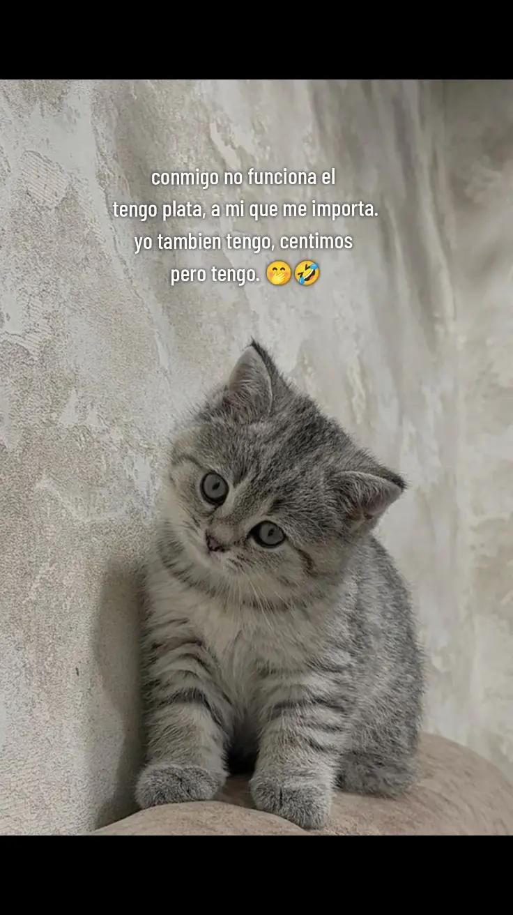 @ᥫ᭡𝐴𝑟𝑎𝑐𝑒𝑙𝑙𝑦✧⃝🩷🪽