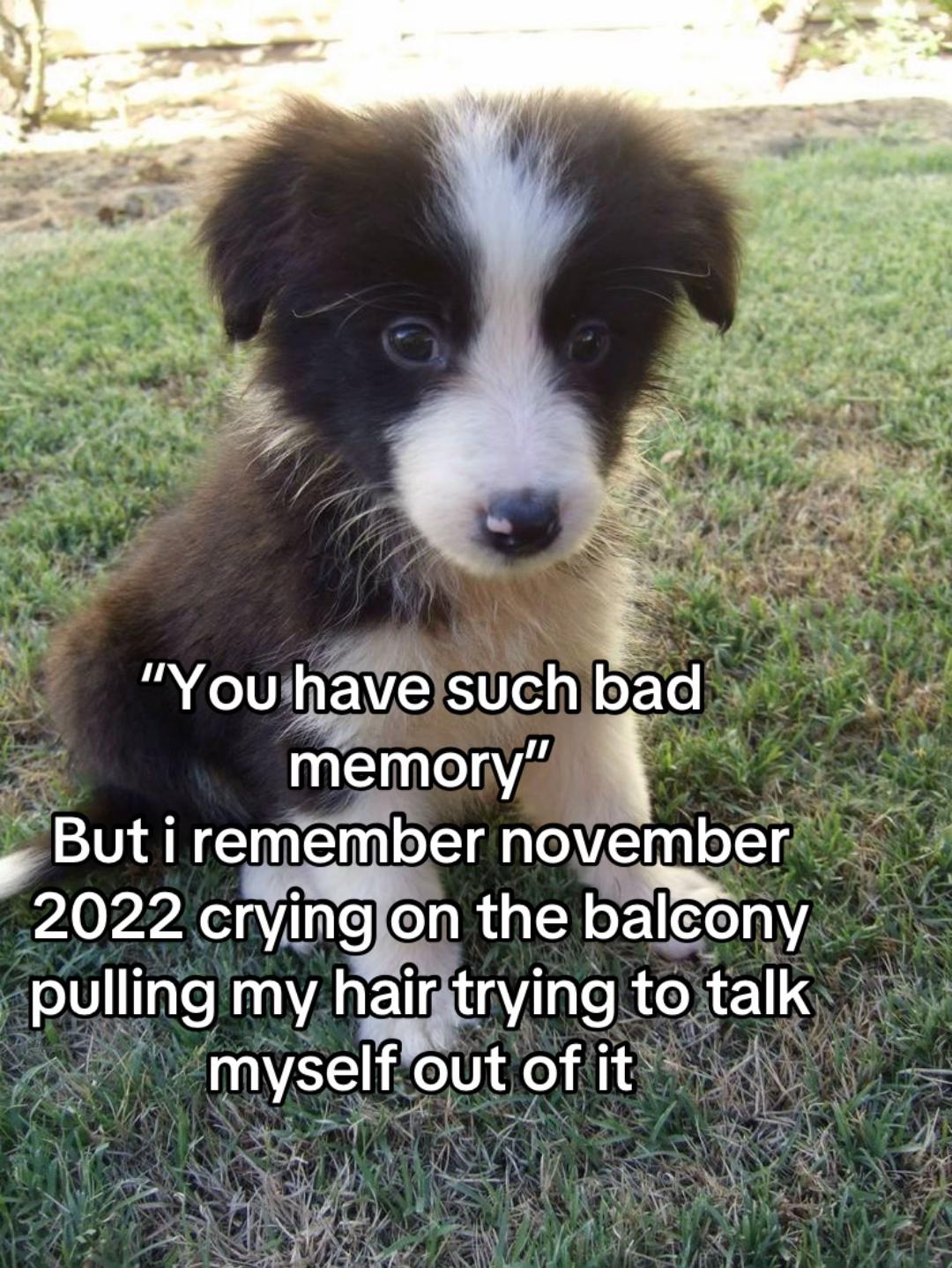 @🐶