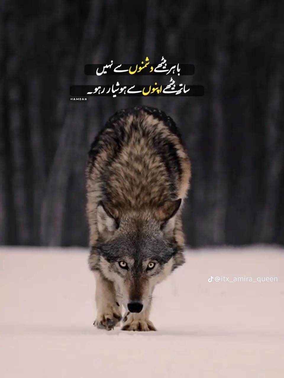@alizeebhatti