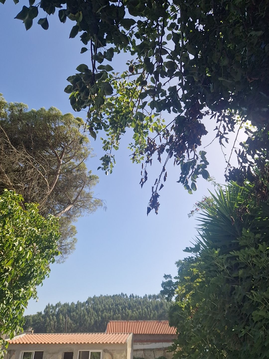 @Manoel Messias