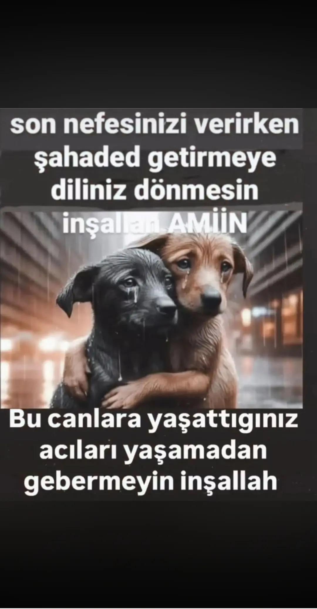 @İstanbul pati dunyasi