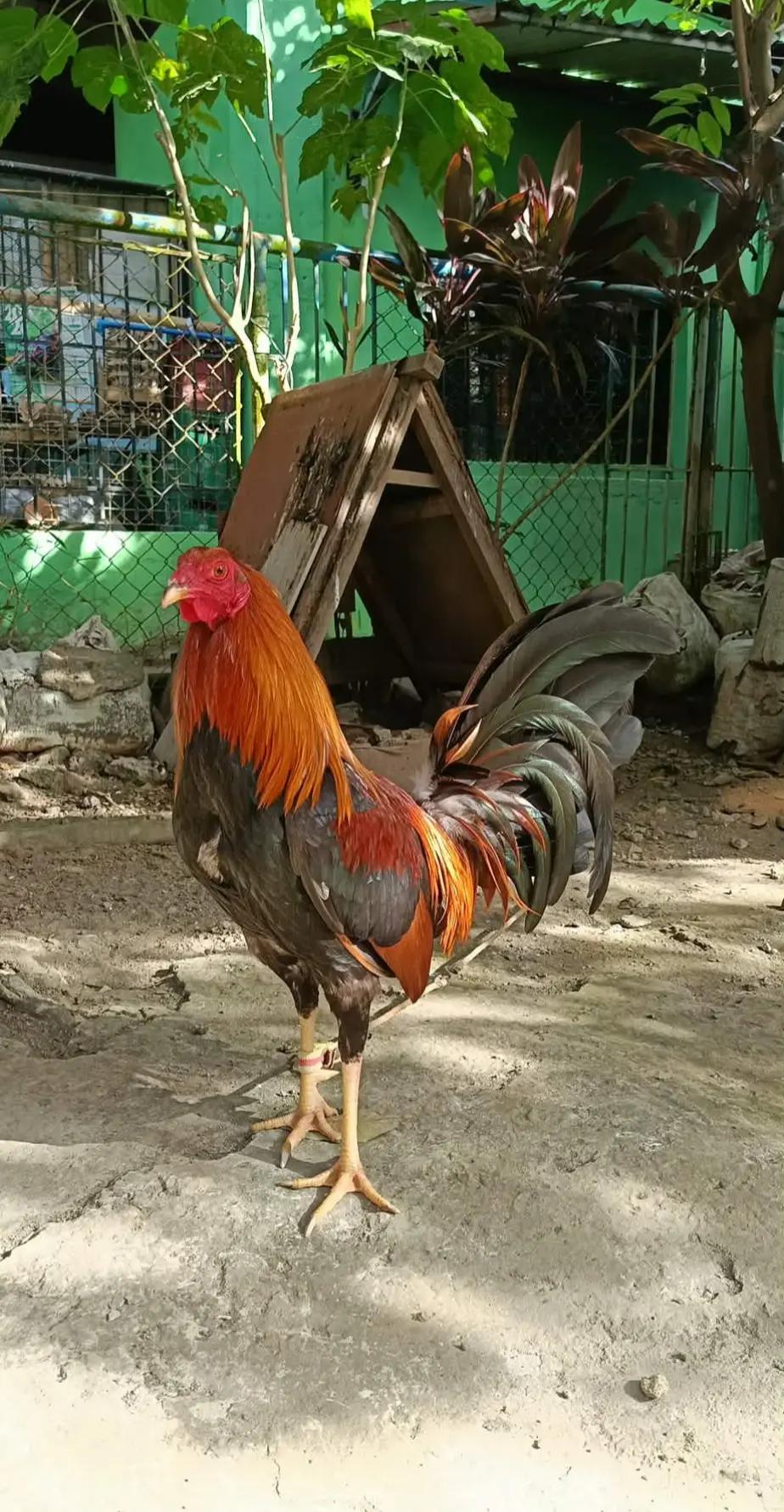 @jbt888 gamefowl