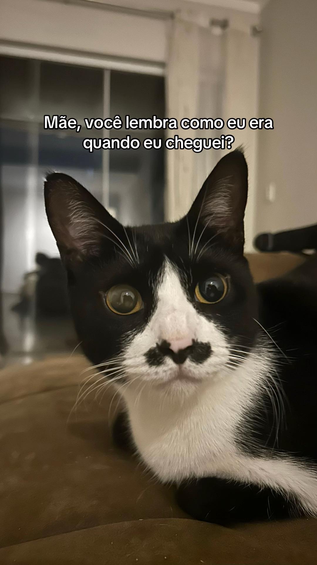 @cantinho pet