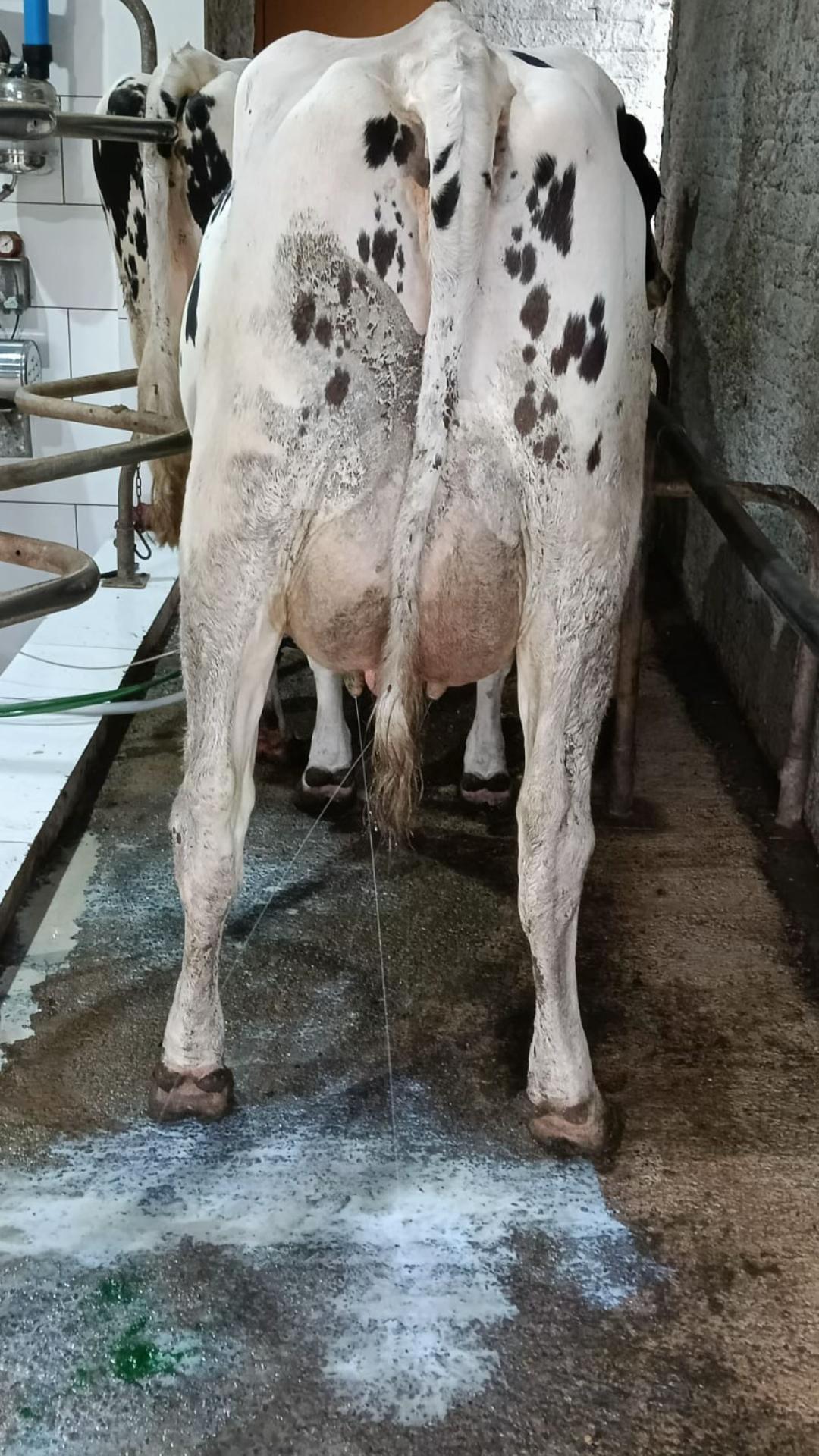 @jorgevianajr