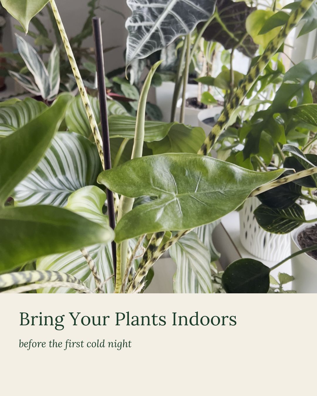@Plant House & Garden