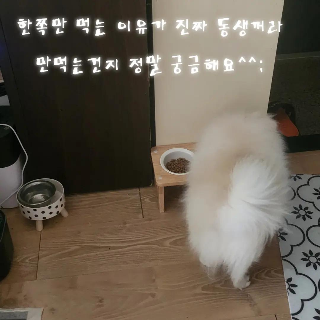 @두진이와두리 아빠