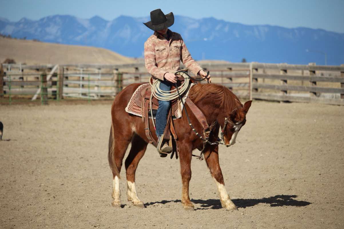 @Big Sky Horse Sales