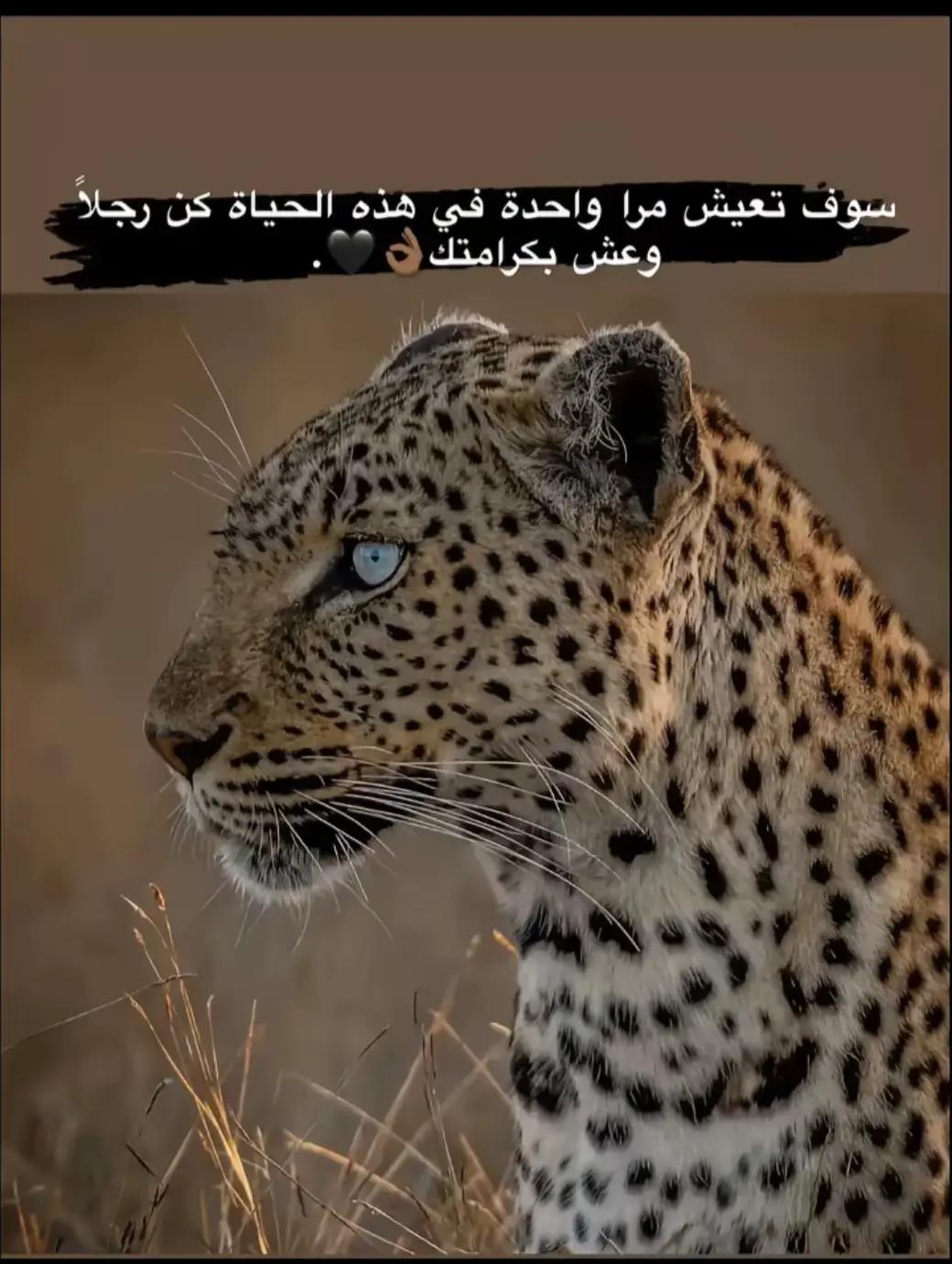 @بكر موسى