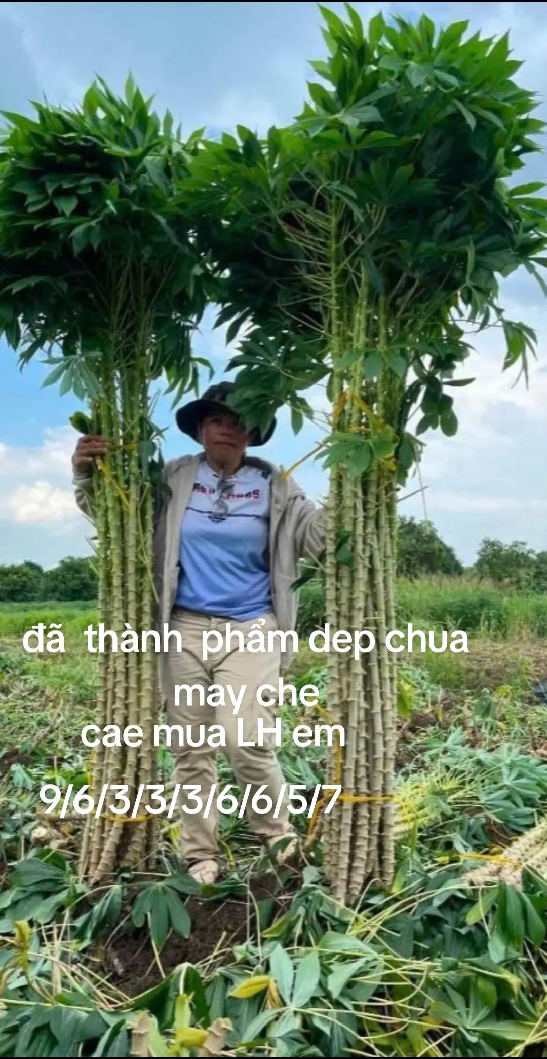 @Kim V&acirc;n🤣❤️🥰