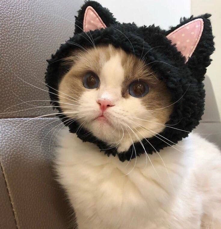 @дочь милизы