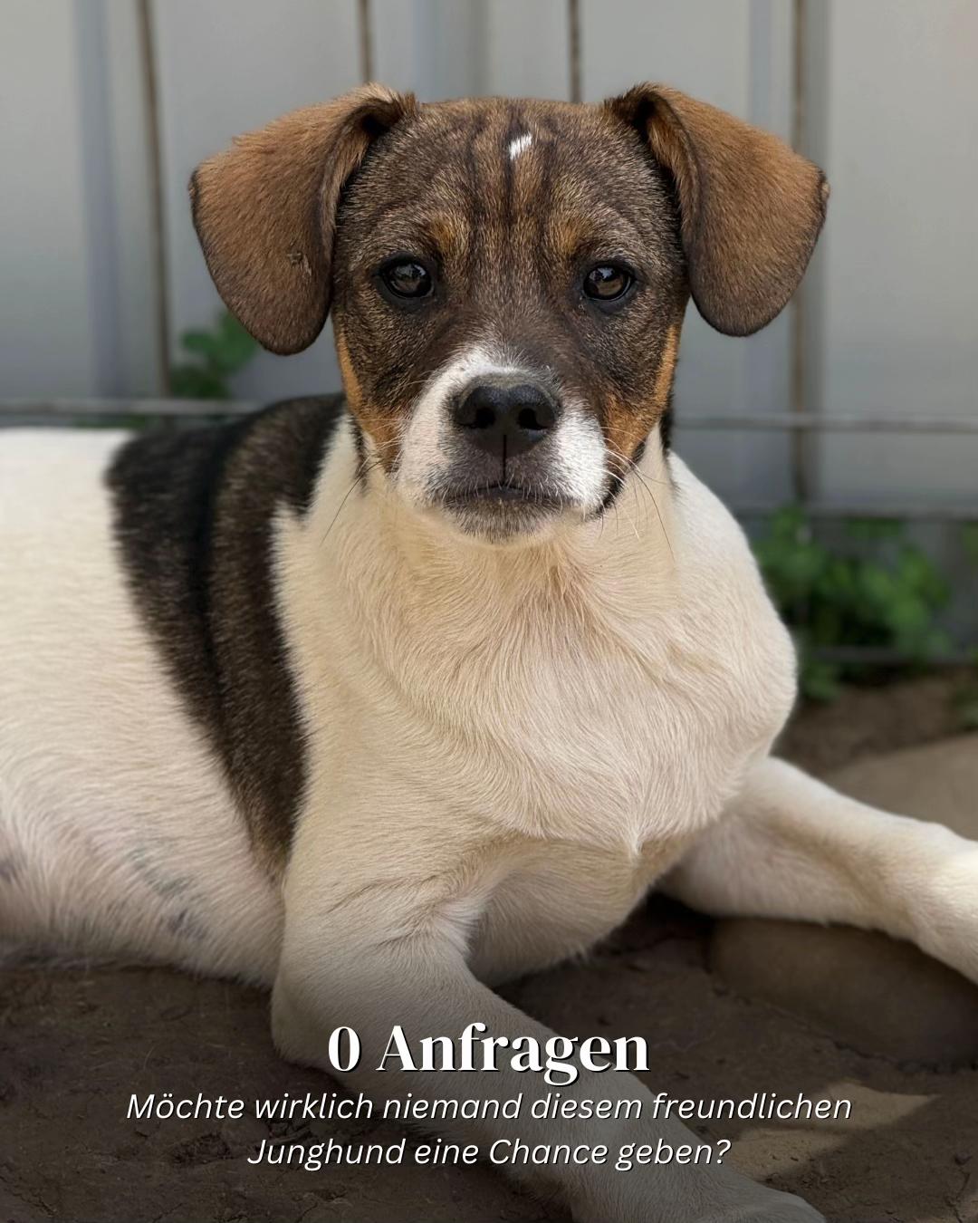 @SpecialDogs e.V.