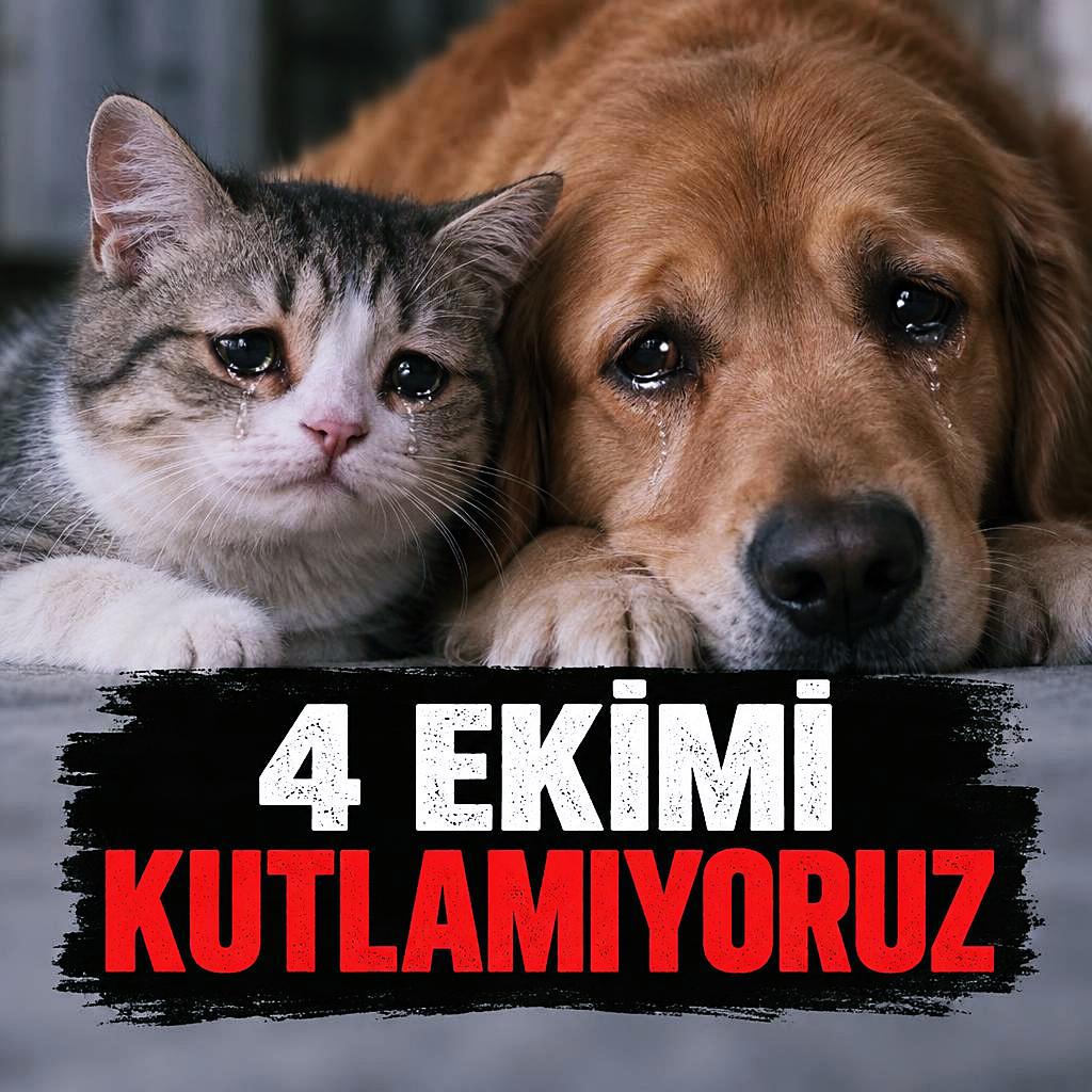 @kedifanatikleri