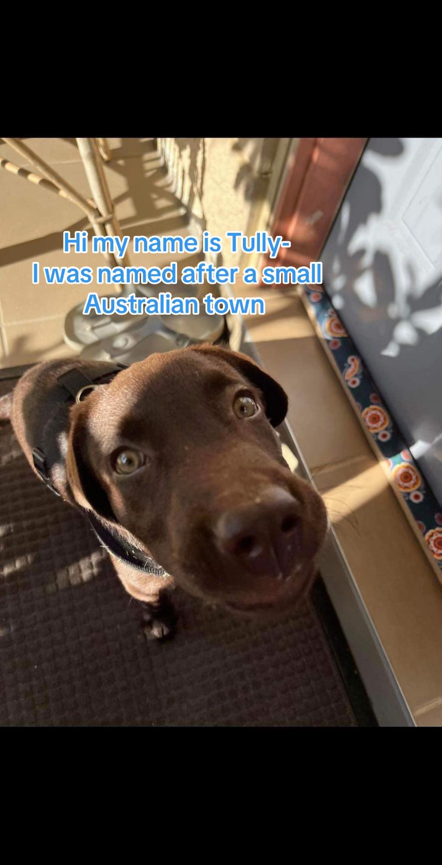 @🐾SOUL DOG TULLY 🐾