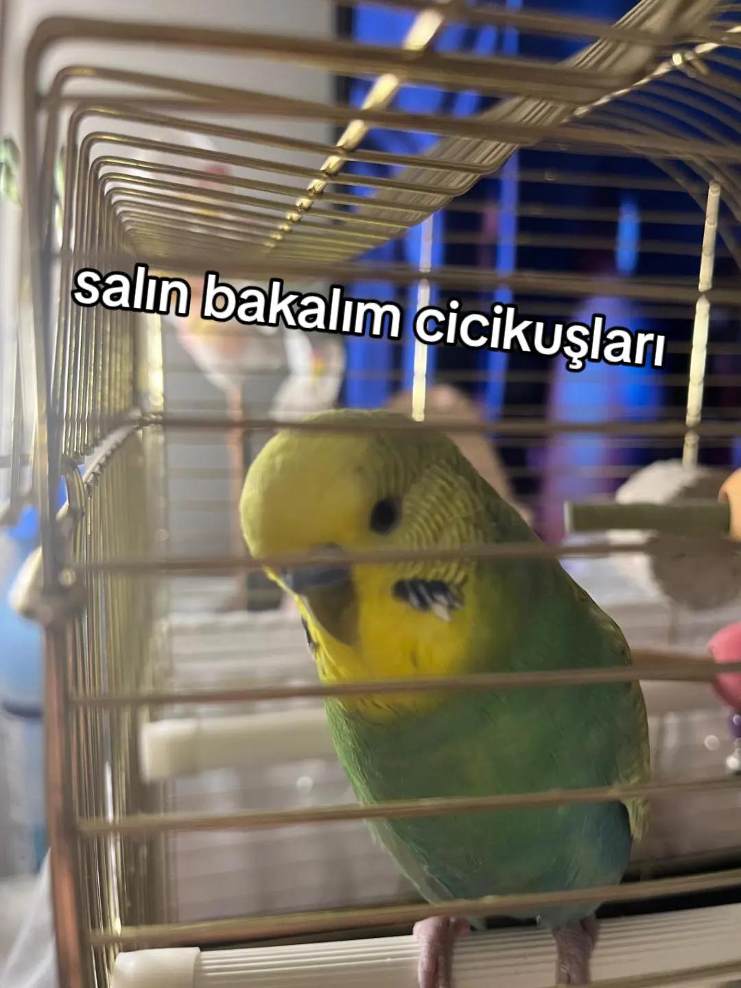 @cicikuş rıfkı🕊️