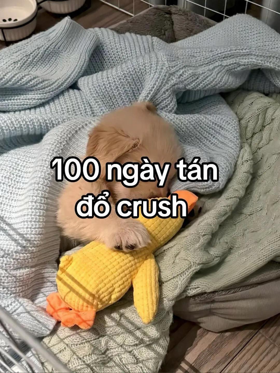 @Nguyên Phạm