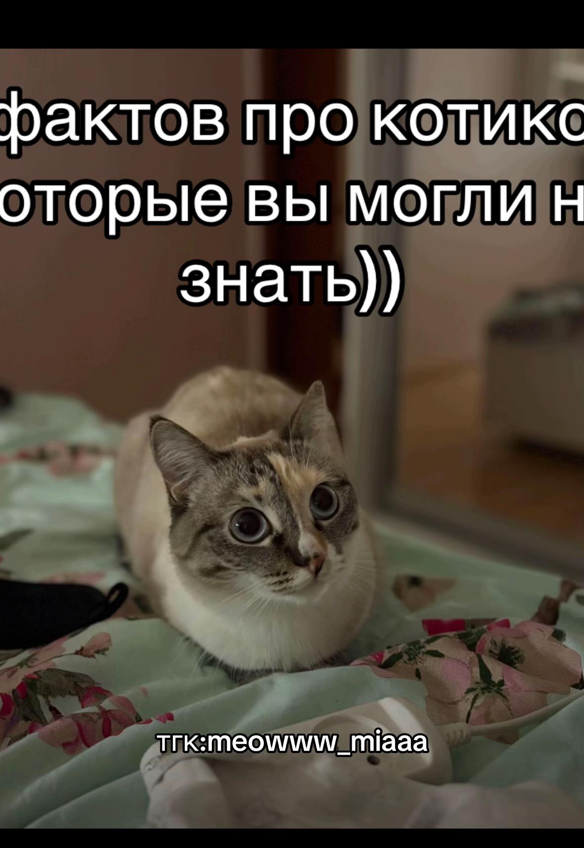 @meow_mia