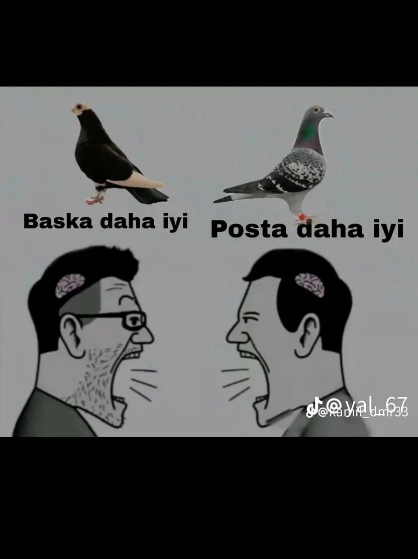 @Kayseri_Güvercin_diyarı🕊️