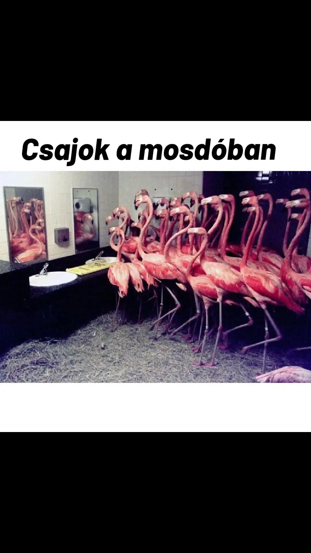 @𝓐𝓰𝓲 𝓕𝓮𝓽𝓱
