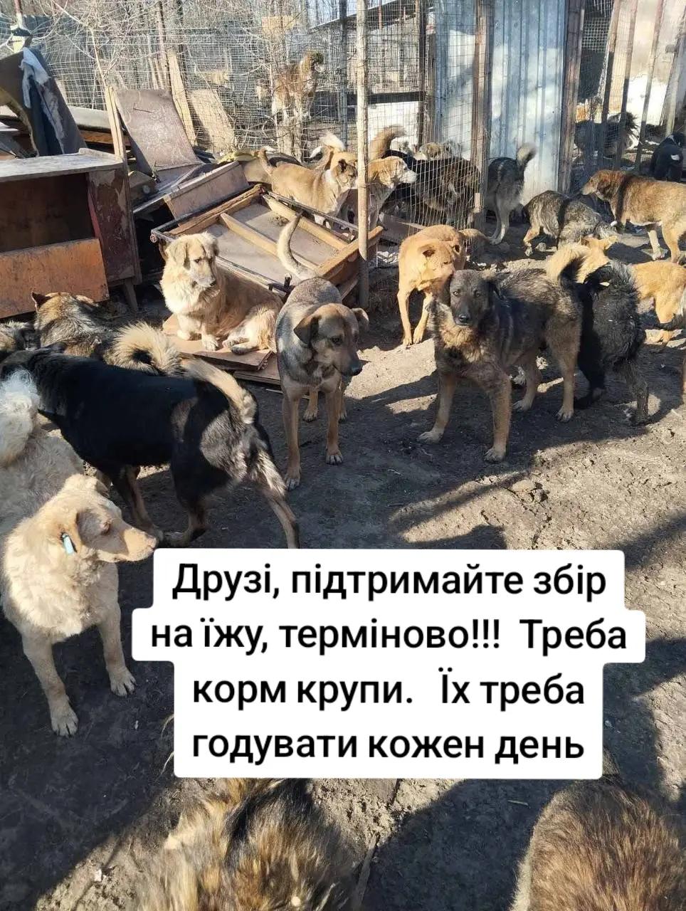 @tvarinkidobra