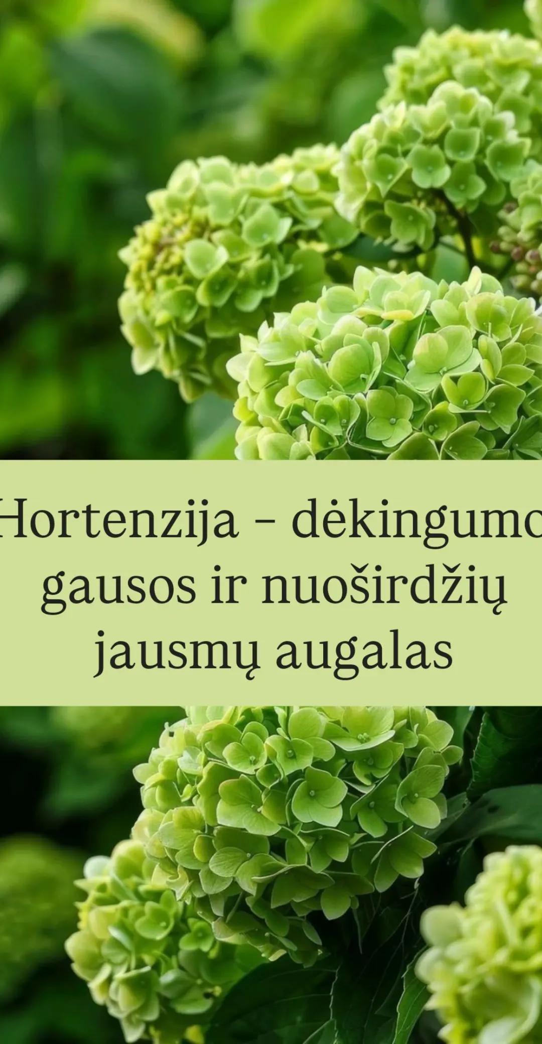 @✨️🤍beTAMSOSnėraŠVIESOS🖤✨️