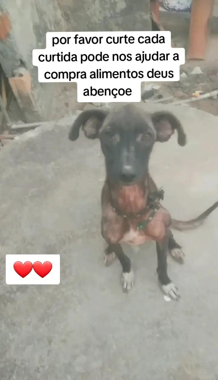 @Cãozinhoabandonado
