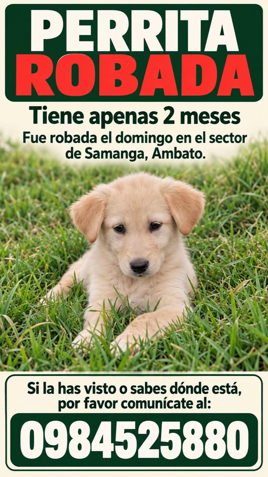 @Amigoscaninos_Ambato