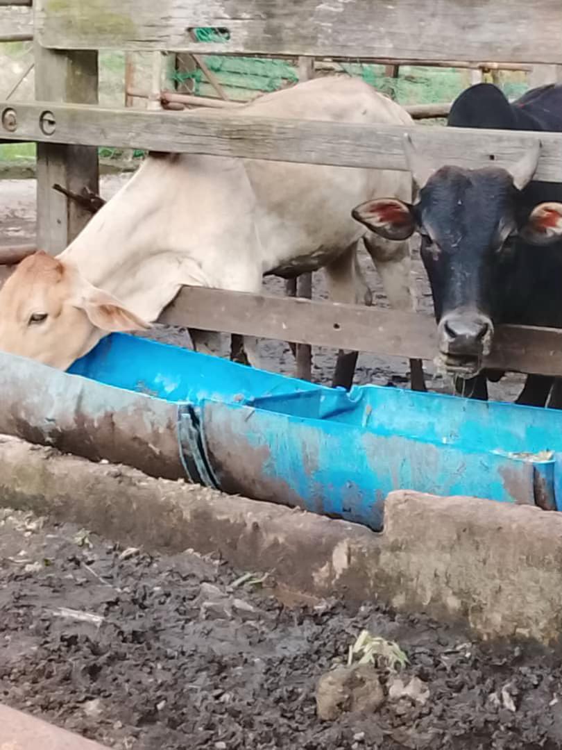 @Haziq farm