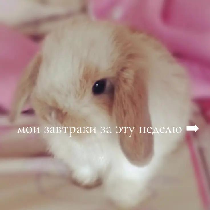 @˖ ִֶָ ⊹ 𝚉𝚘𝚖𝚋𝚒𝚎|・ω・)
