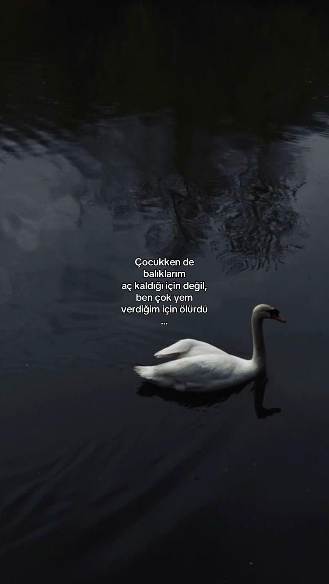 @𝓔𝓵𝓲𝓯
