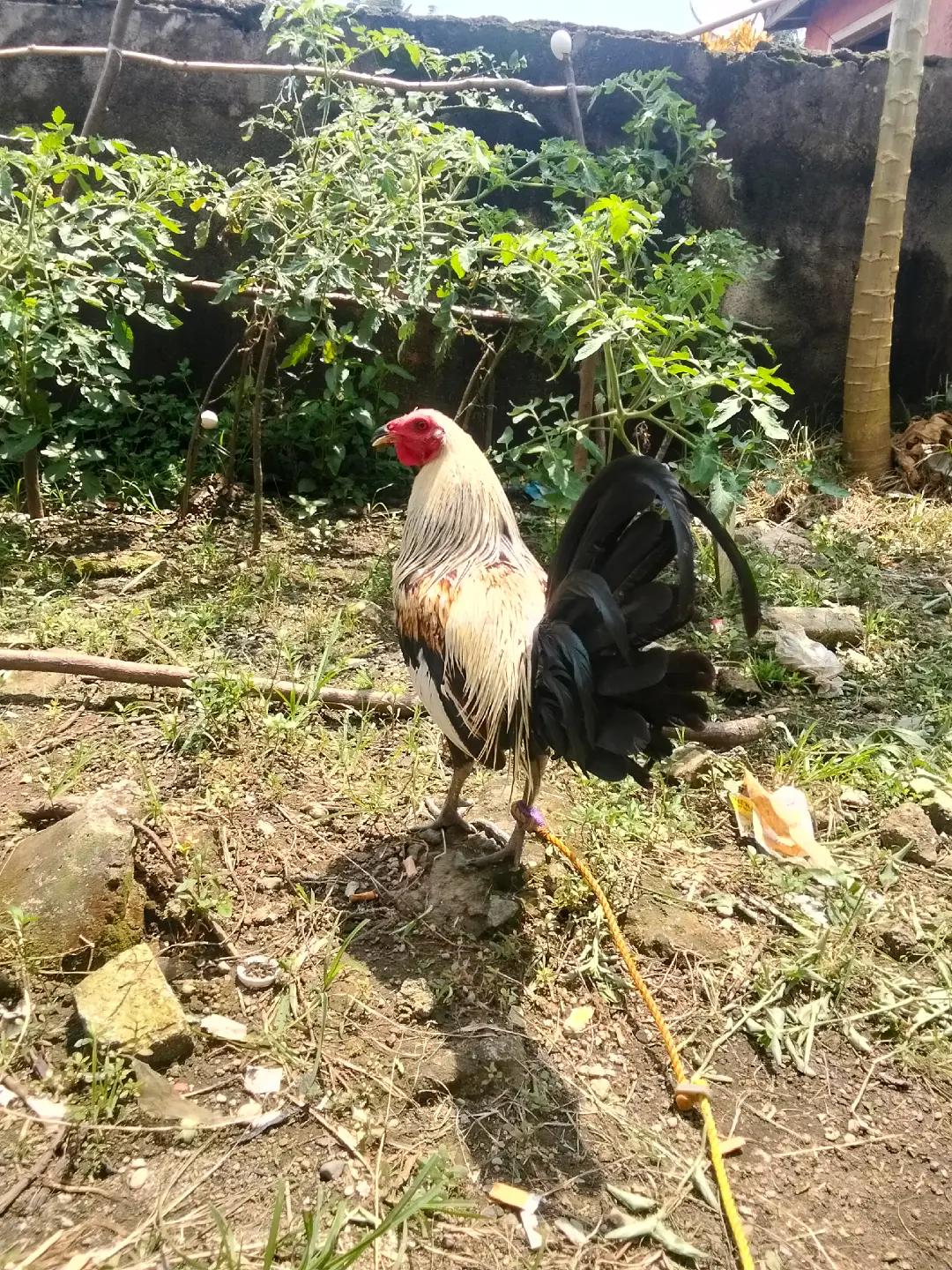 @Jhun Bolilan Borlasa