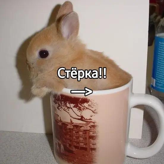 @чокопао 🍅
