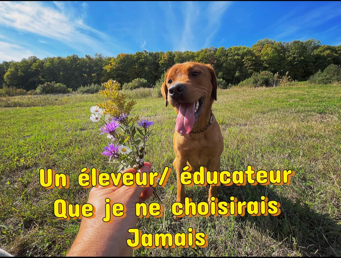 @Ember labs élevage de labrador