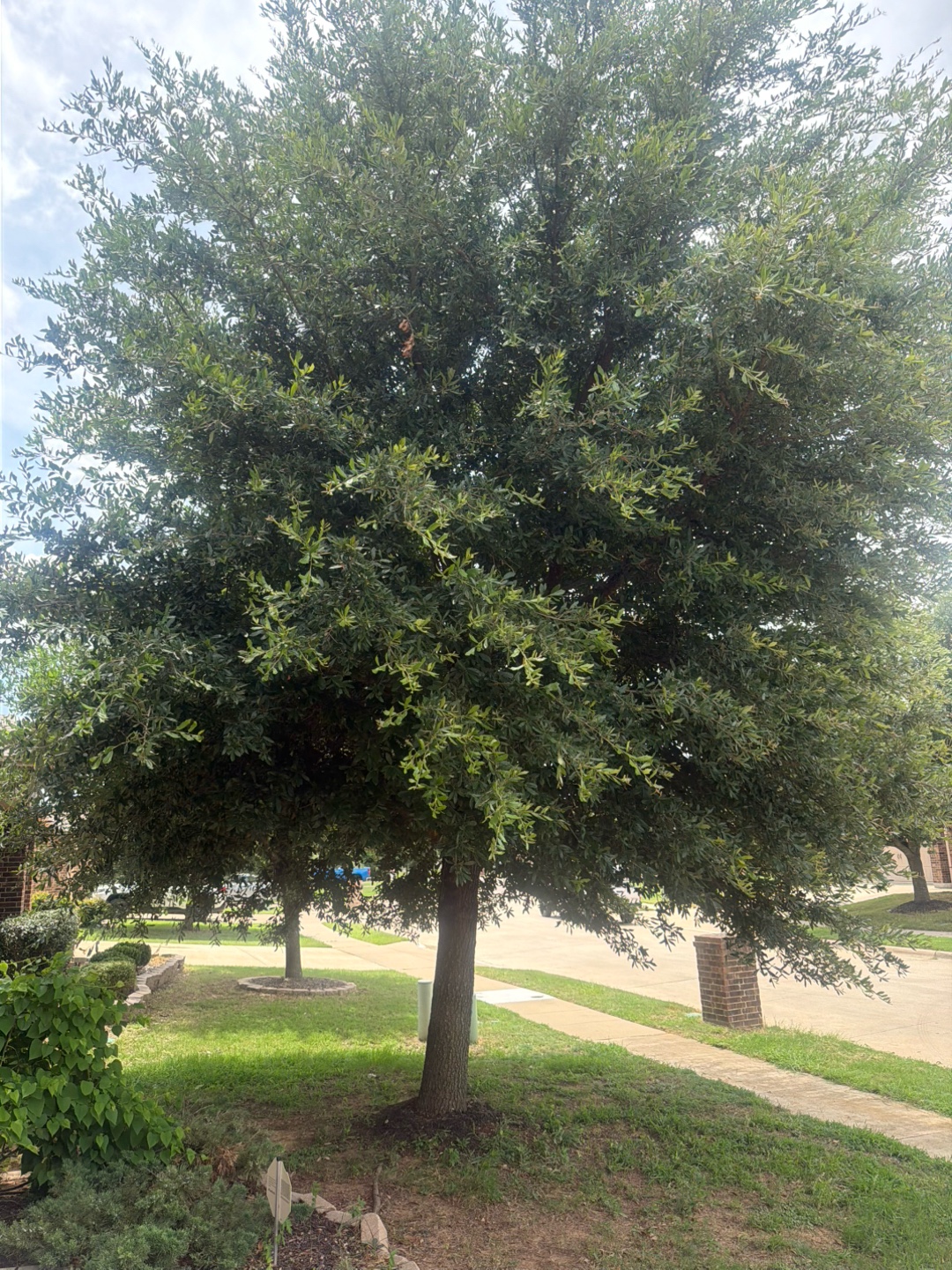 @Live Oak Tree Service