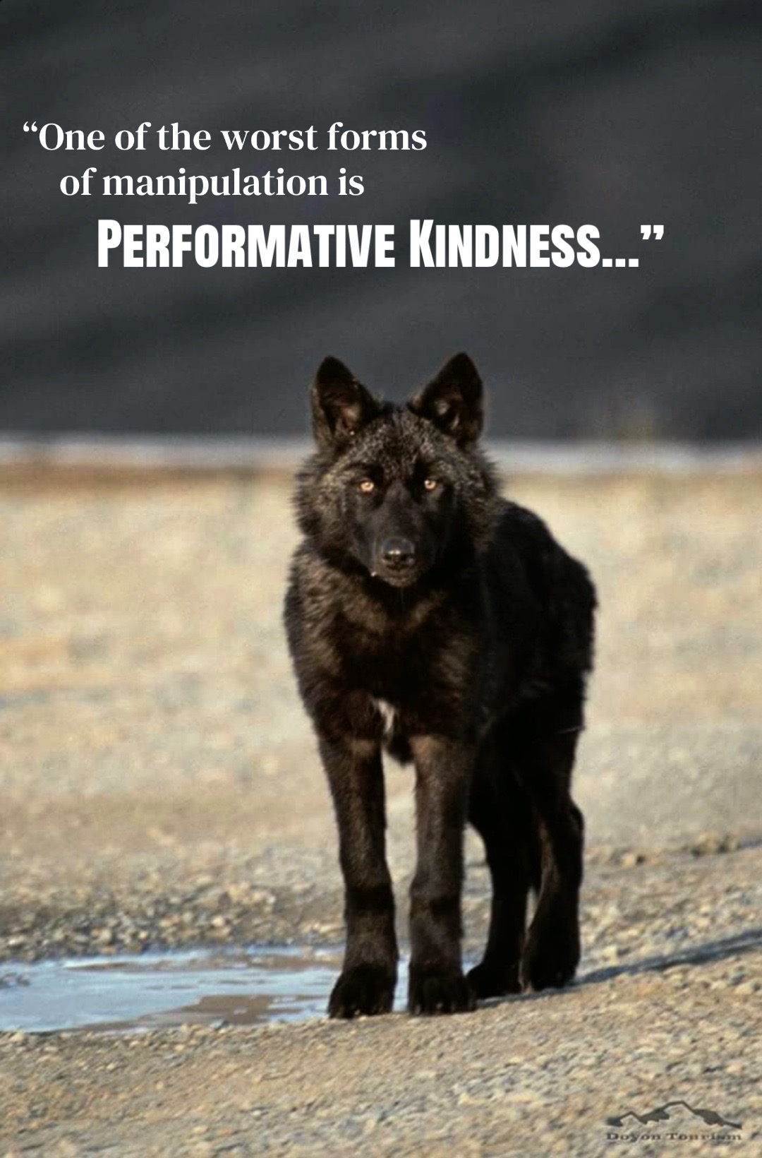 @🪬Conscious_LoneWolf🐺