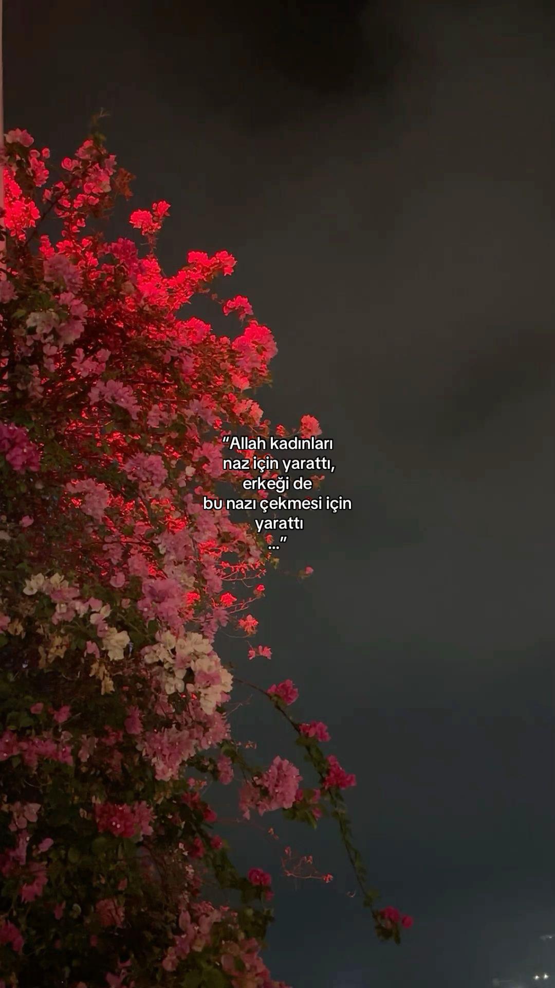 @𝓔𝓵𝓲𝓯