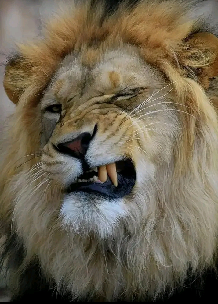 @علاوي زاجل