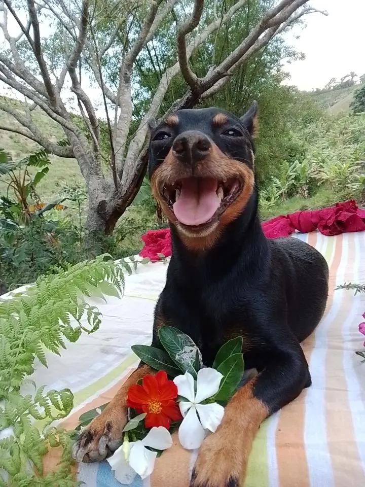 @🩷Tetê e suas pinschers🩷